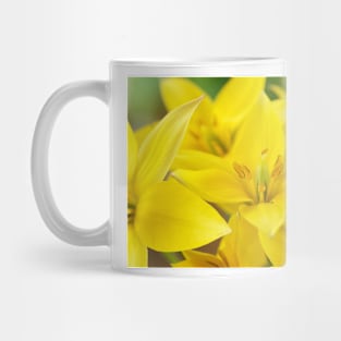 Tulipa urumiensis  Iran tulip  Miscellaneous Group Tulip Mug